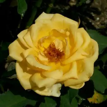 Trandafiri hibrizi Tea - Trandafiri - Venusic™ - 